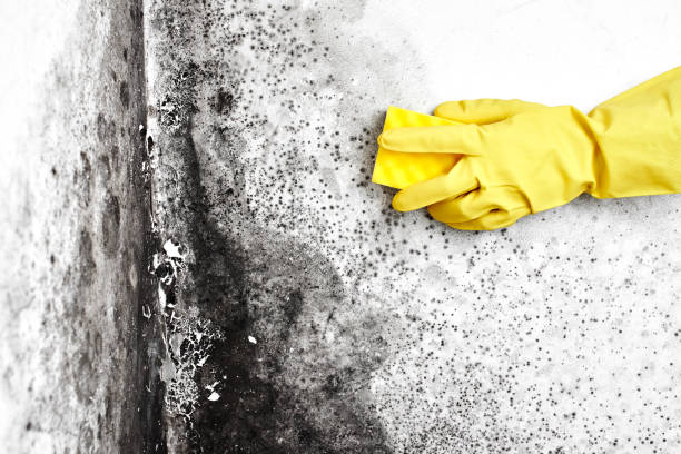 Best Crawl Space Mold Removal  in Sanford, NC
