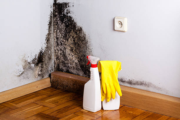 Sanford, NC Mold Removal Company