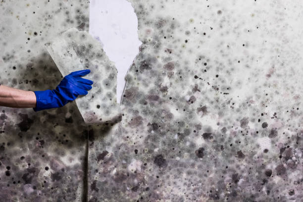 Best Toxic Mold Removal  in Sanford, NC