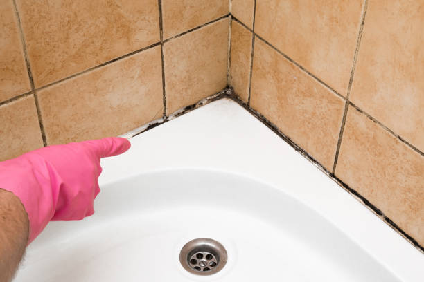 Best Professional Mold Removal  in Sanford, NC